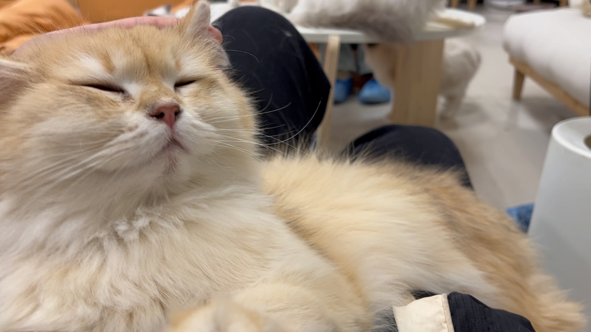 【月白le】最新视频已上线,快来围观!