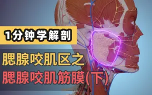 Download Video: 【1分钟学解剖】腮腺咬肌区及腮腺咬肌筋膜（下）