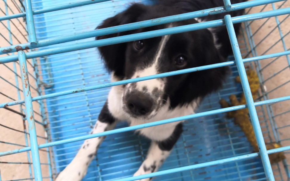 边牧混史宾格吃饭饭吃饭饭