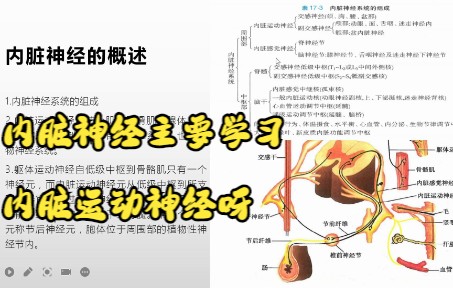 系统解剖学周围神经系统之内脏神经的概述哔哩哔哩bilibili