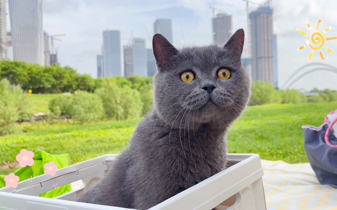 可爱猫猫的夏日露营