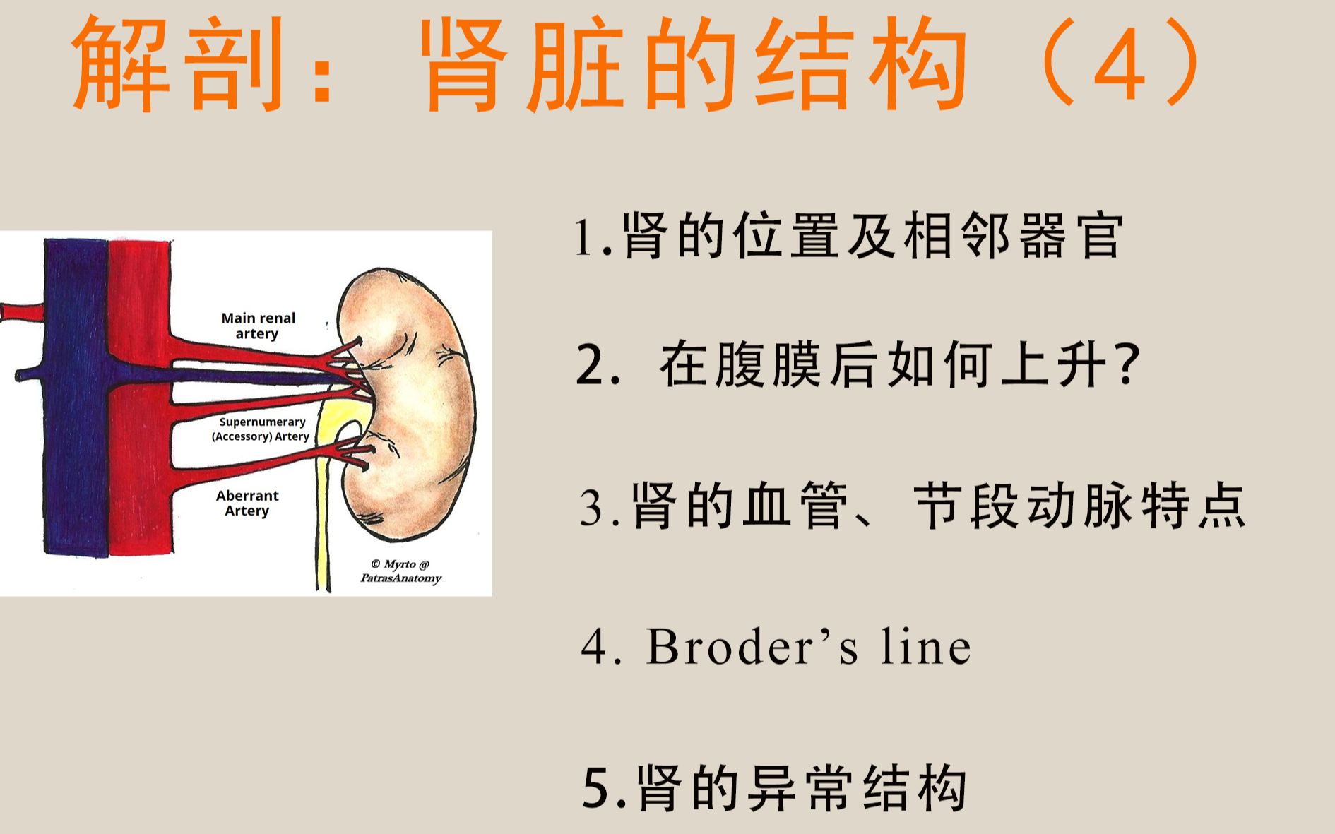 [图]【解剖+医学英语】肾脏的位置及相邻器官、肾血管、节段动脉、Broder's line、肾的异常结构