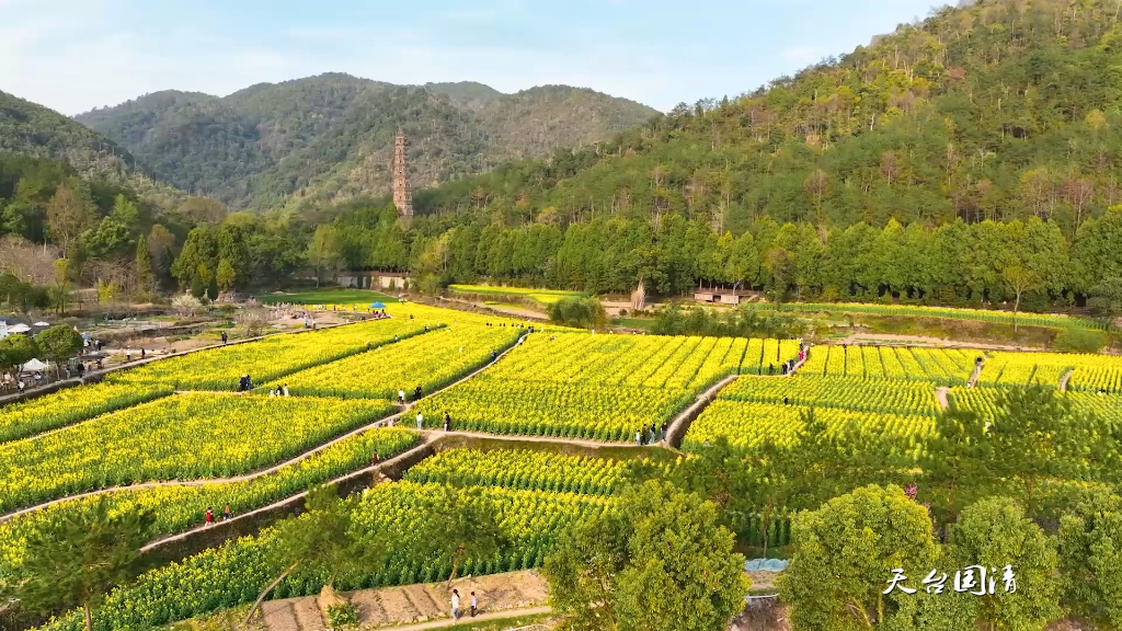 天台山国清寺油菜花海哔哩哔哩bilibili