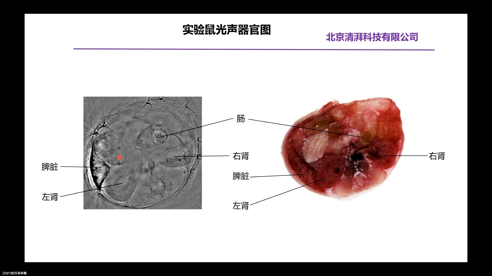 【光声成像】实验课:小鼠光声图像识别(YINI老师主讲)哔哩哔哩bilibili