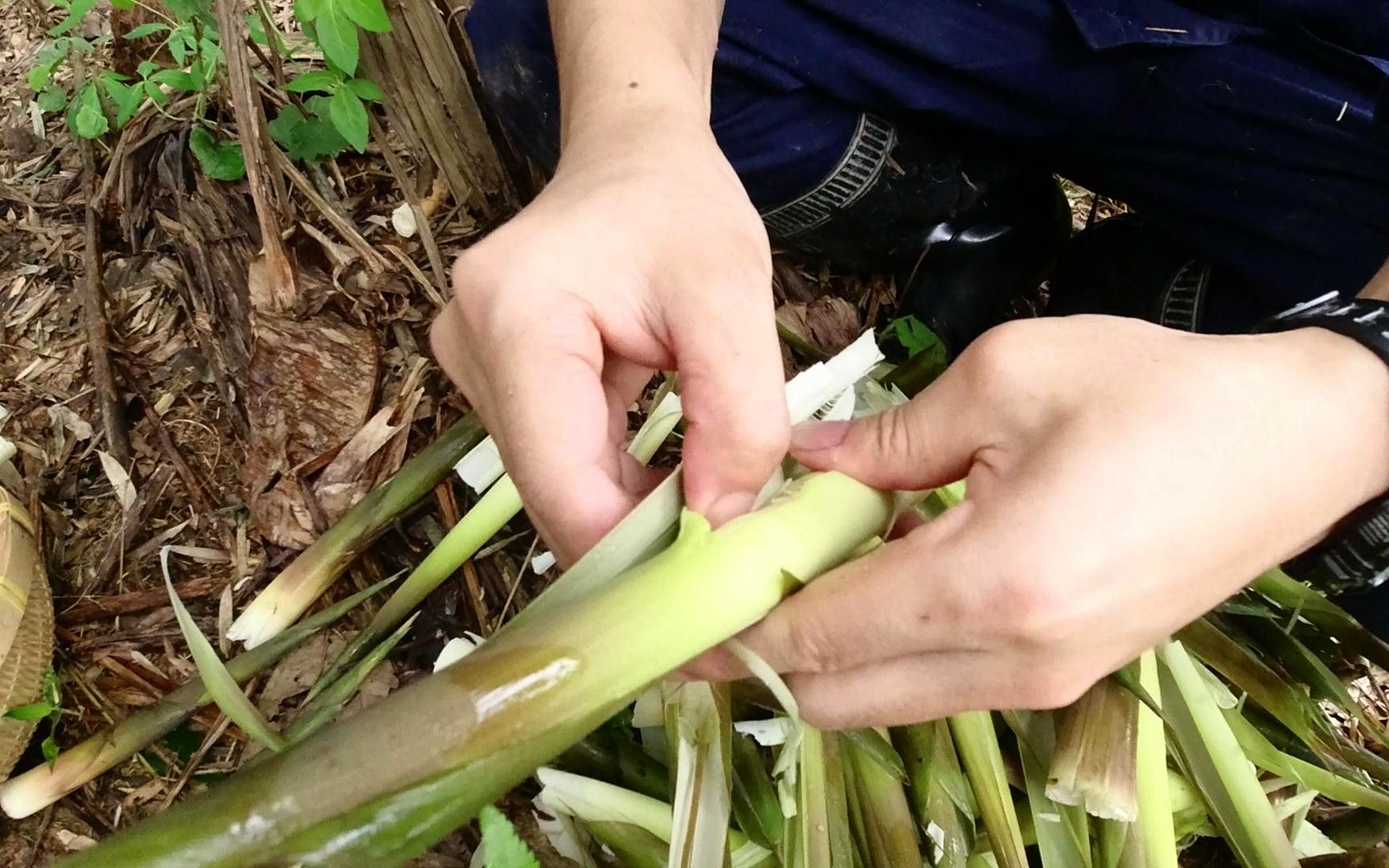 连续下了3天大雨,小伙到河边拔竹笋,5分钟拔到一大盆,好过瘾