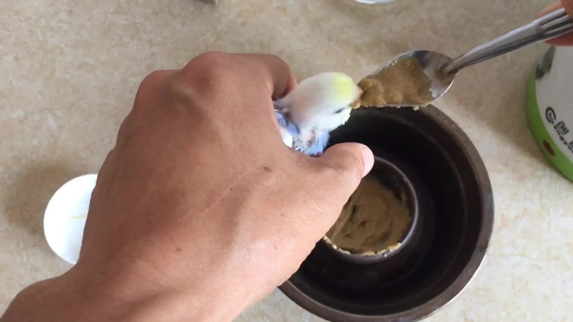 手养虎皮鹦鹉之勺子大法《一》,适合偏小的小鸟喂养