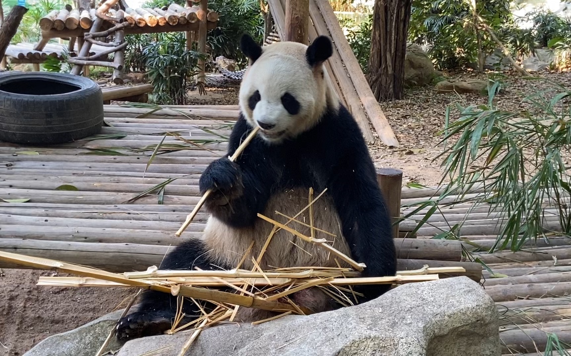 【大熊猫园舟】园舟吃竹叽吃得很开森