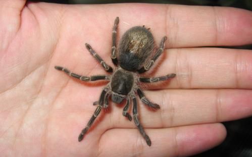 第一个视频捕鸟蛛的毕竟都有第一次吗_哔哩哔哩 (゜-゜)つロ 干杯