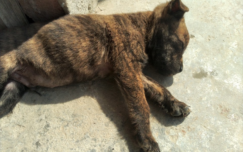 活動 中華田園犬廣西土狗正宗虎斑犬