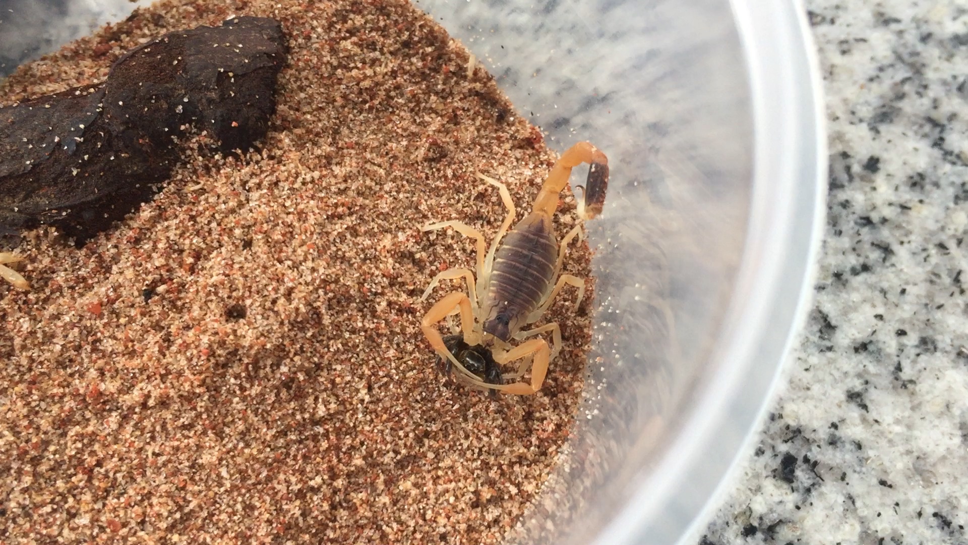 韩氏滑尾蝎(lh)恰小跳蛛