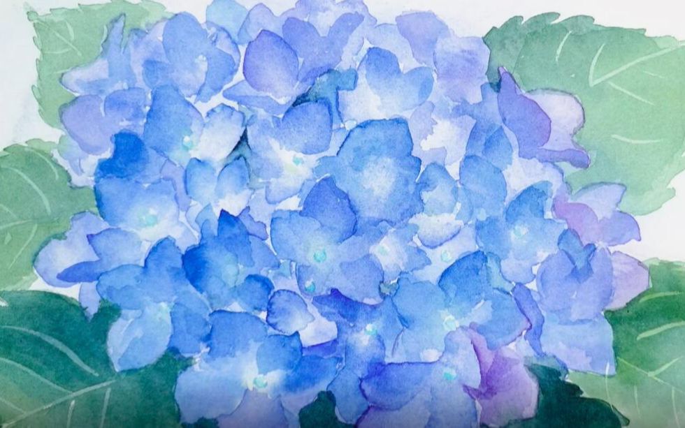 【水彩】绣球花绘画过程