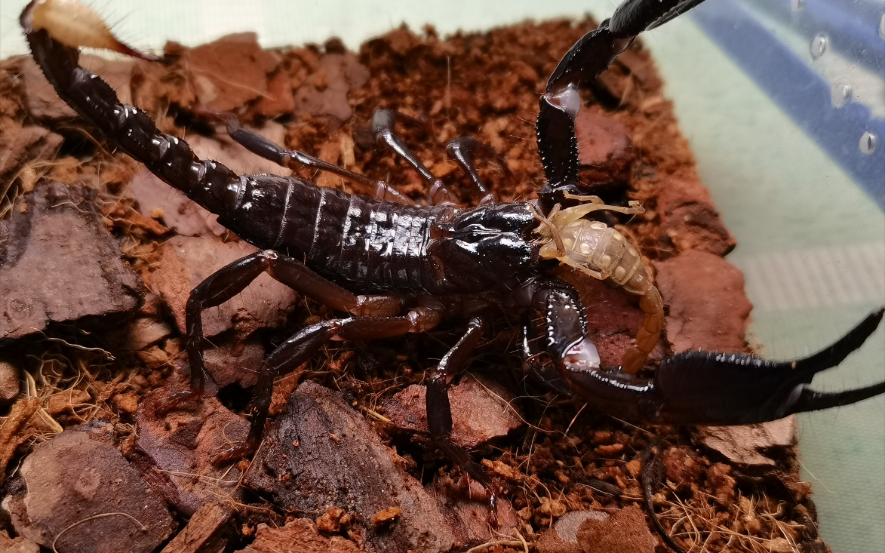 【捕食】—携刺异距蝎秒杀东亚
