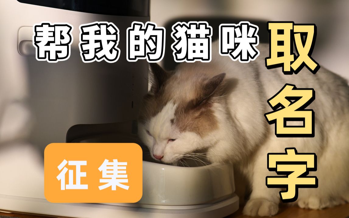 征集:帮我的猫咪取名字哔哩哔哩bilibili