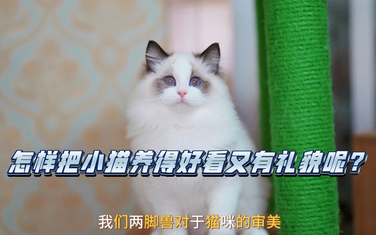 怎样把小猫咪养得既好看又有礼貌的样子呢?哔哩哔哩bilibili