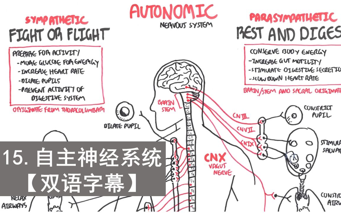 [图]【双语字幕|Armando Hasudungan】15.自主神经系统