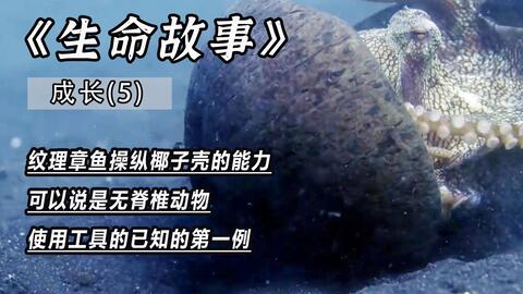 椰子章鱼用贝壳作为工具来保护自己 它可以说是最聪明的章鱼 哔哩哔哩