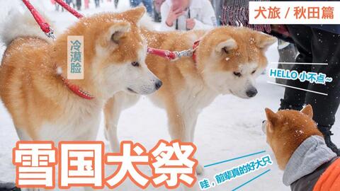 狗子追逐战 哔哩哔哩 Bilibili