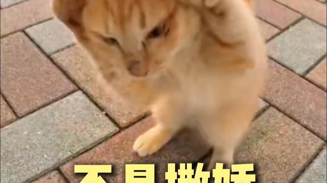 猫咪蹭你可不是在撒娇1
