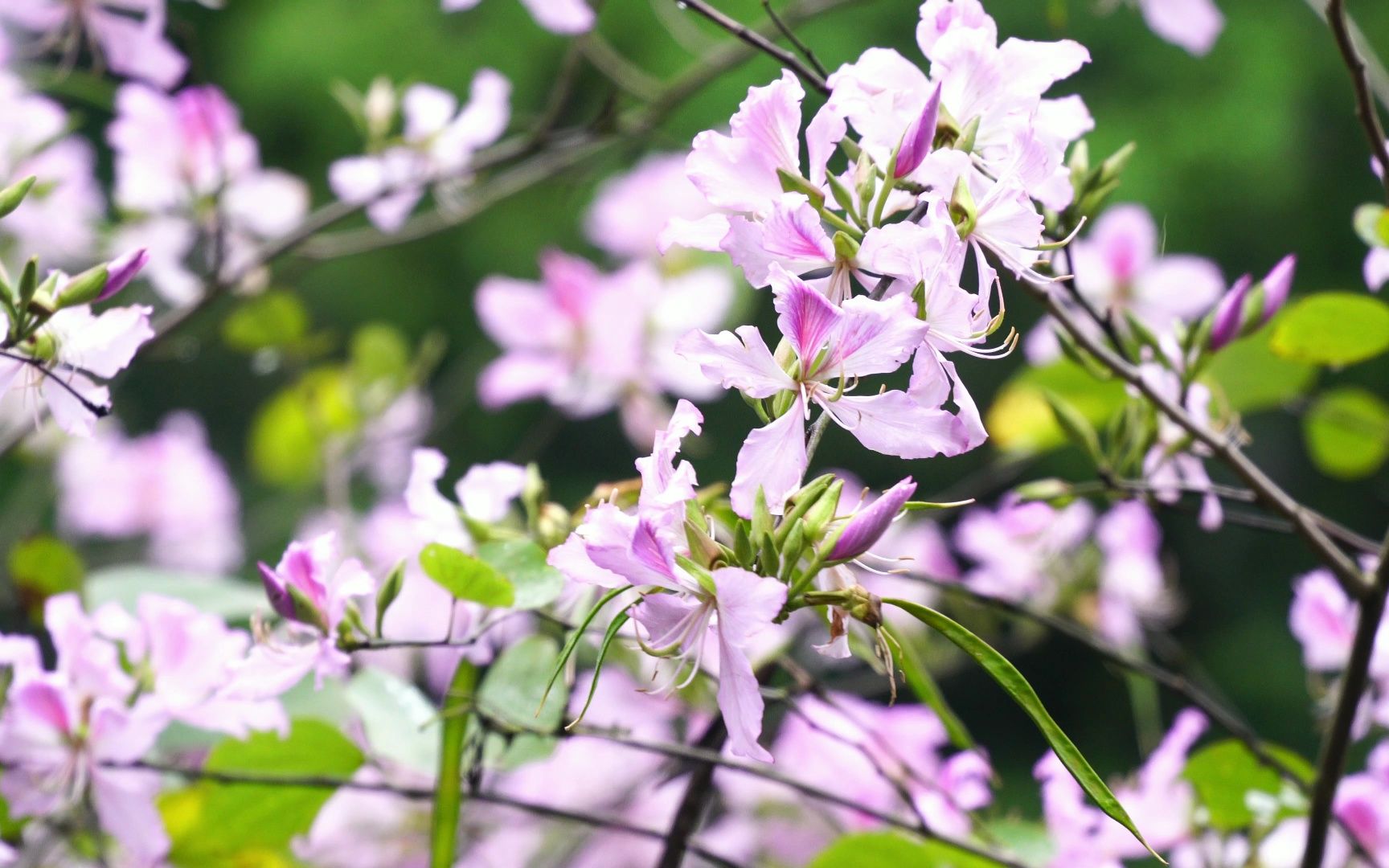 [图]【紫荆花】【白云山】花满枝头