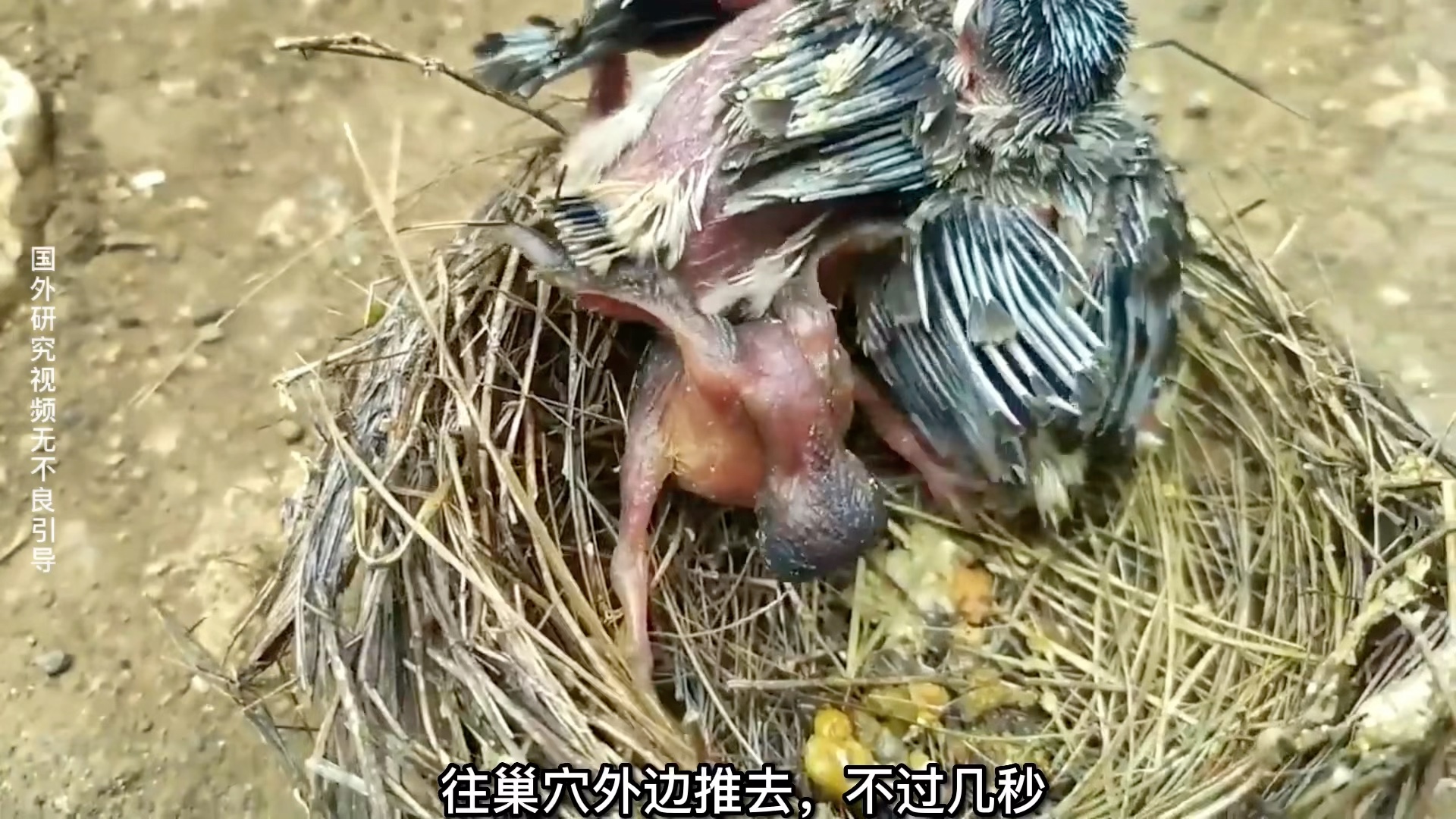 [图]这只杜鹃鸟宝宝太惨了。被国外小哥拉回来做拱鸟实验。
