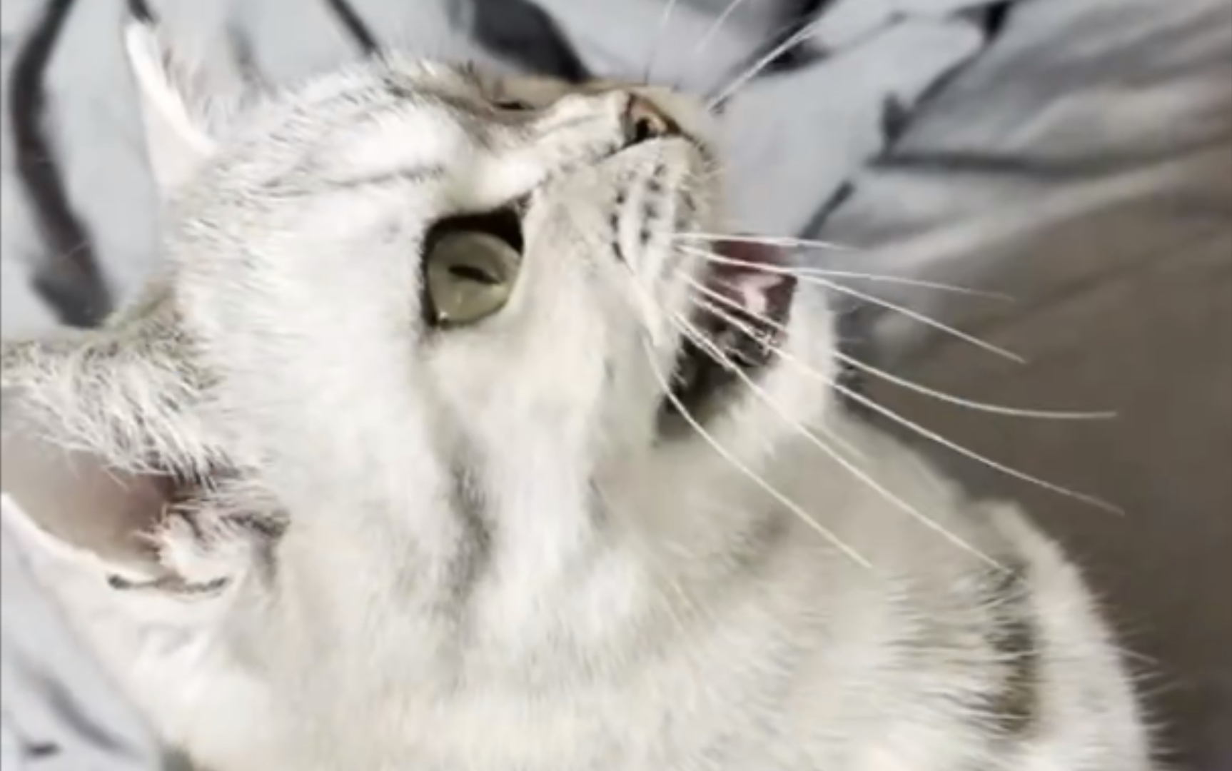 活动  见到小飞虫就很激动的猫