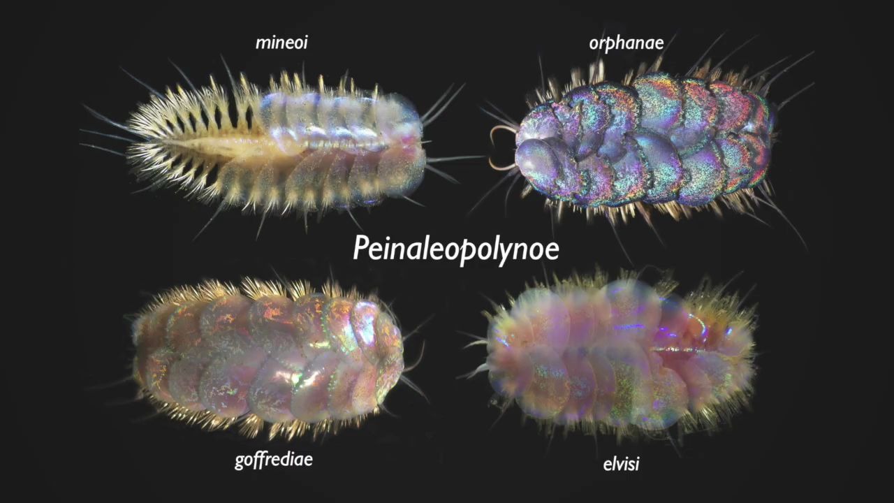 东太平洋深海发现四种新种海鳞虫哔哩哔哩bilibili