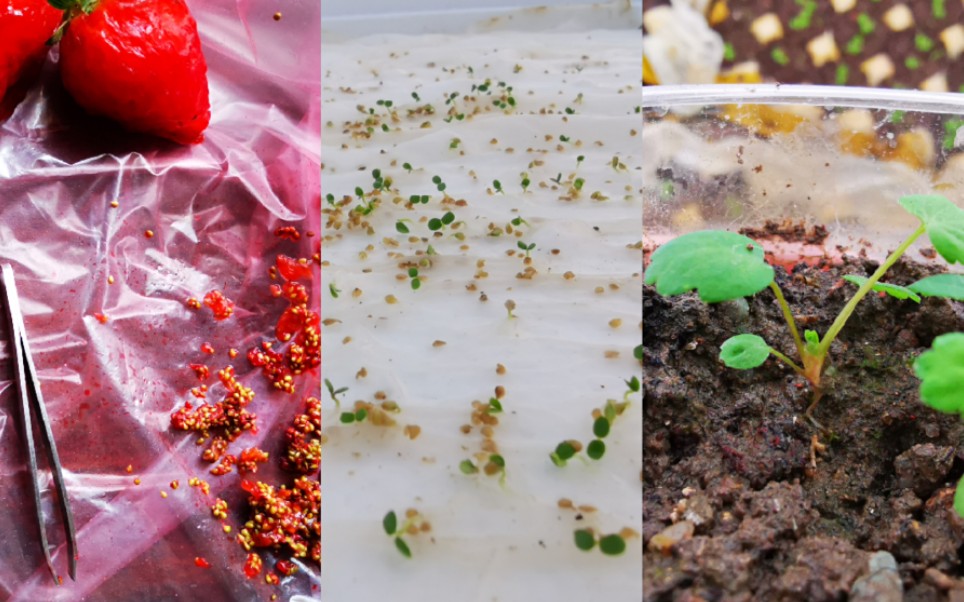 籽播草莓的第二个月从草莓上取下的种子种草莓