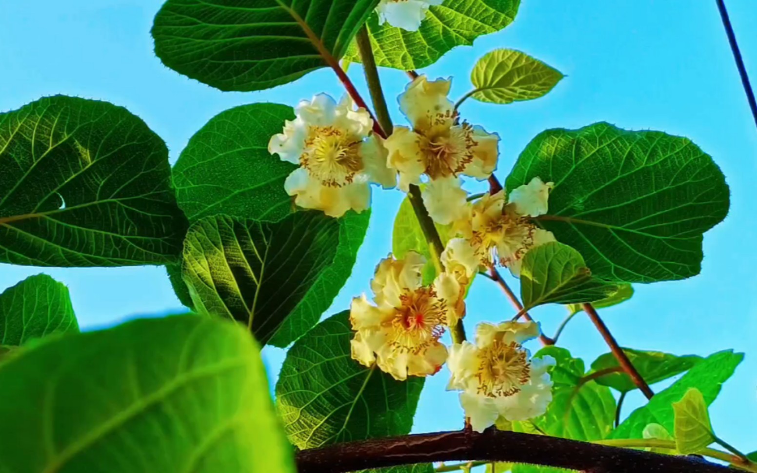 我们村猕猴桃花大批的开,还没见过猕猴桃的花,今天给大家拍一拍