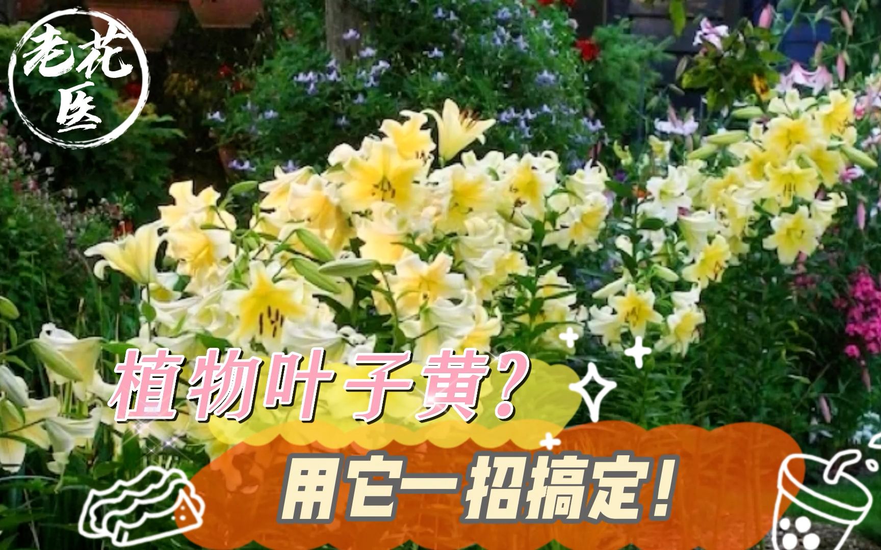 植物叶子黄?用它一招搞定!养花巧妙小知识!哔哩哔哩bilibili