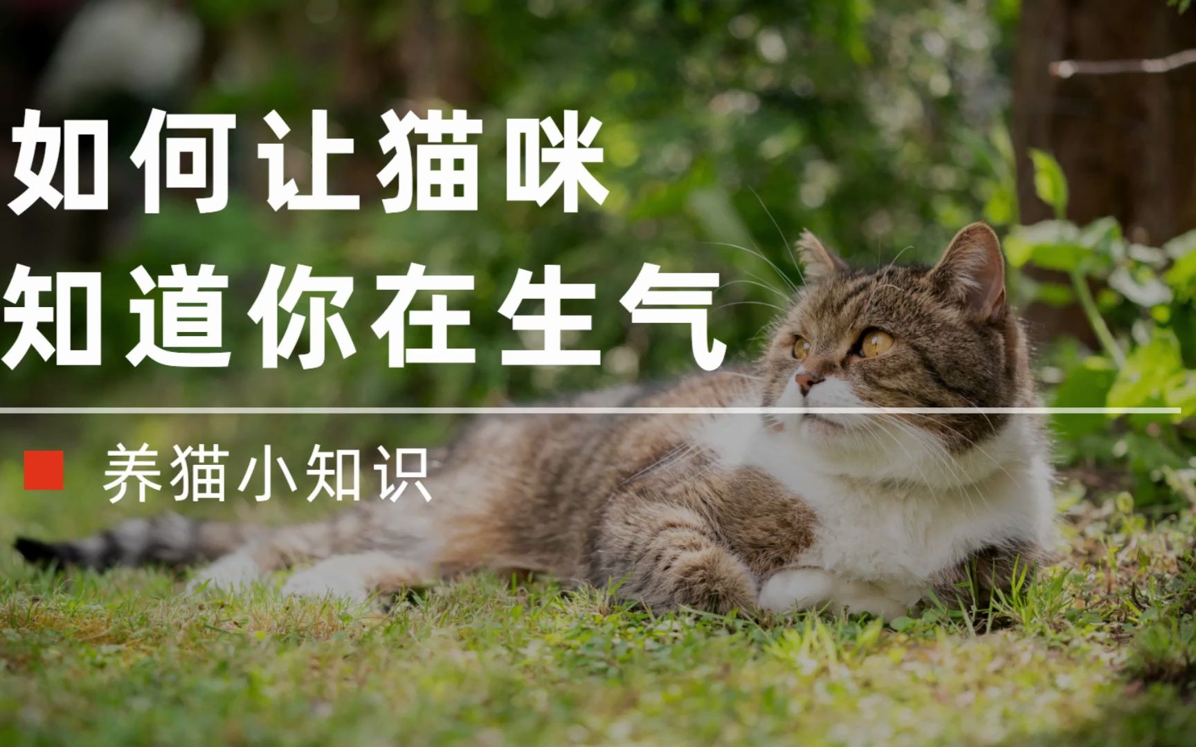 [图]养猫必学技能：如何让猫咪知道你在生气？