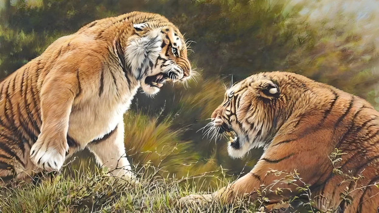 南非老虎谷,爆发激烈冲突,两头雄虎之间的生死搏杀