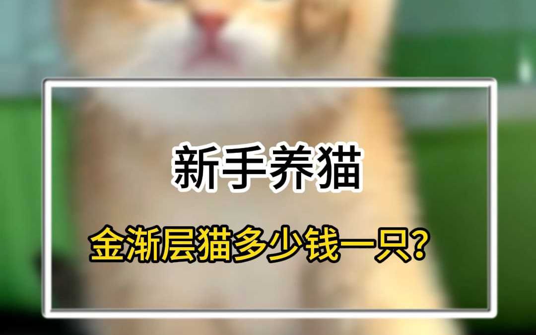 金渐层猫多少钱一只?(7033)哔哩哔哩bilibili