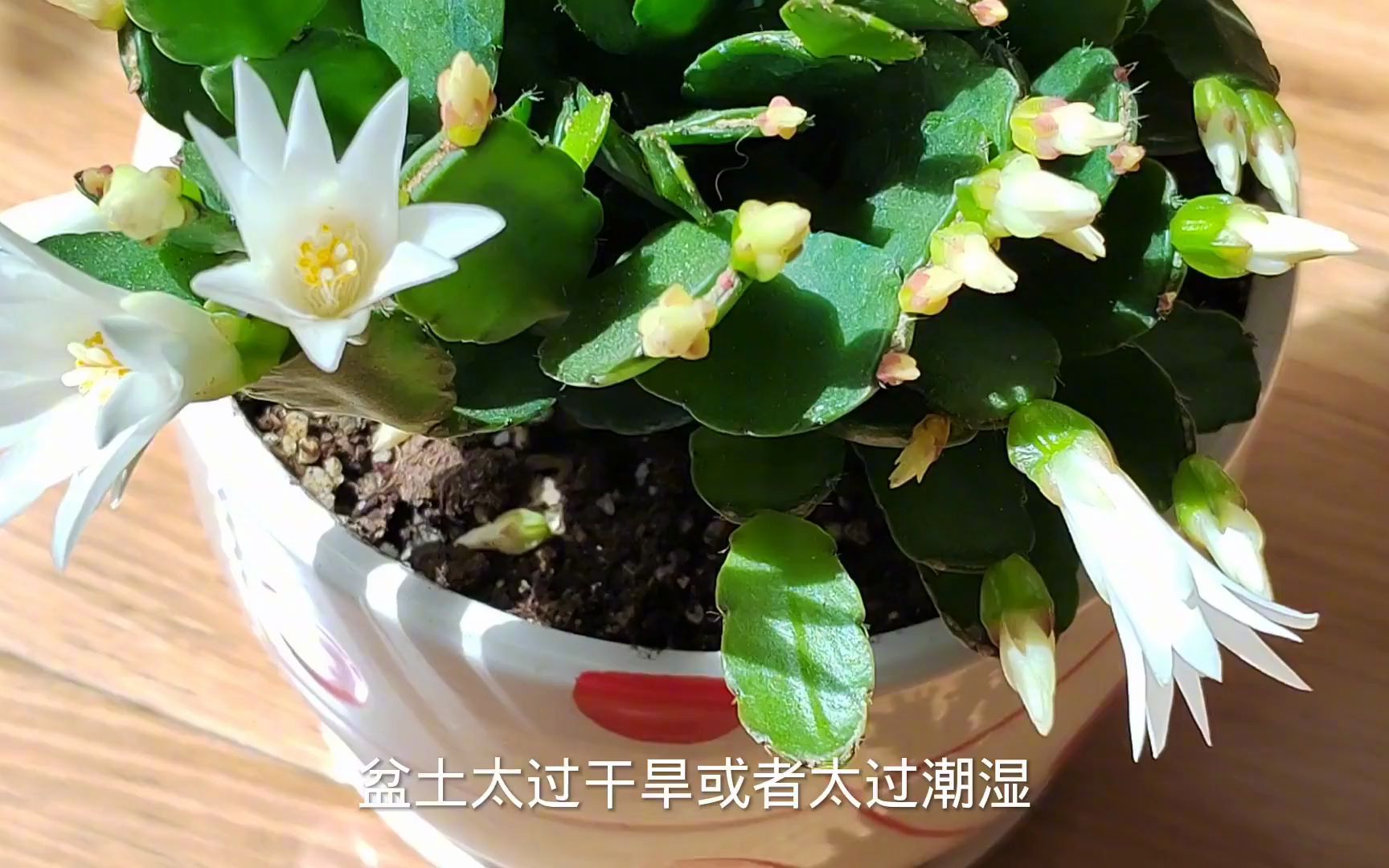 [图]假昙花这样养护，花苞满满看得到！