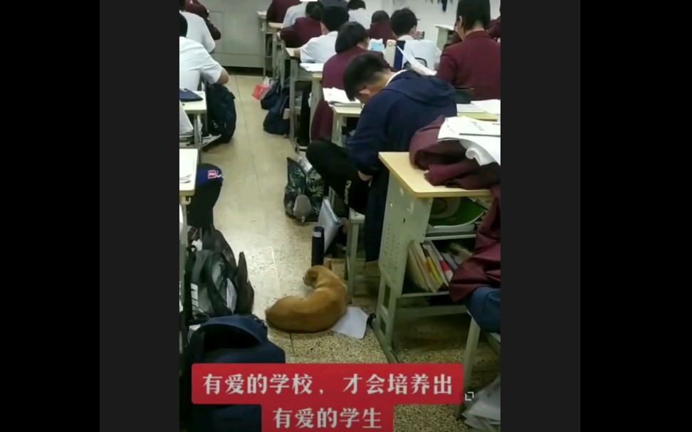 有爱的学校才会培养出有爱的学生,南通海安中学一只流浪狗每天和大家一起上课哔哩哔哩bilibili