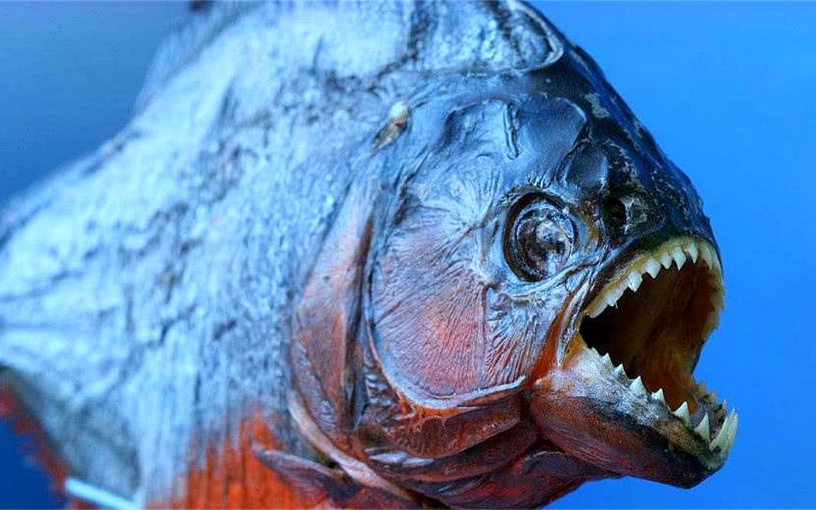 饿了8天的食人鱼遇到电鳗,下一秒场面失控,镜头记录全过程