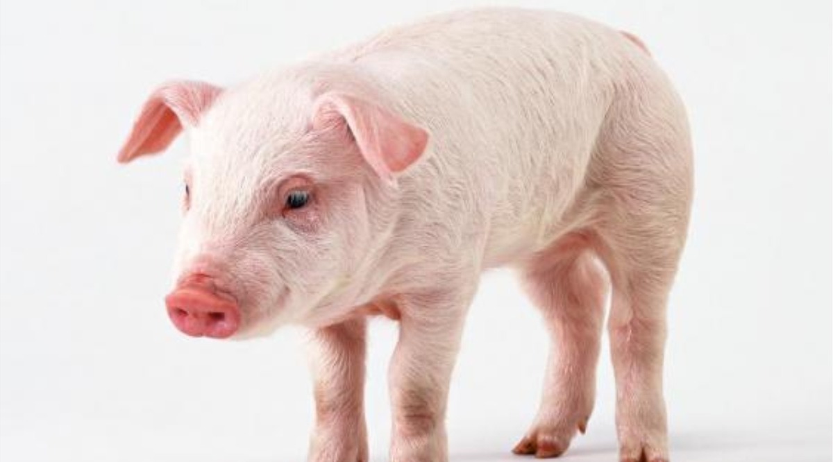 美国猪农叫苦连天:本来把猪下水卖给中国赚大钱,为何今年卖不动