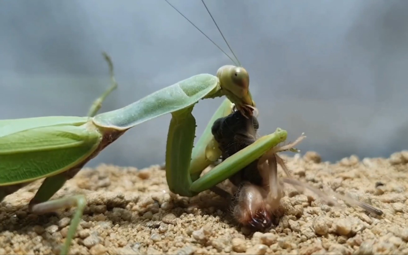 避日蛛和螳螂的相遇,竟被爆浆