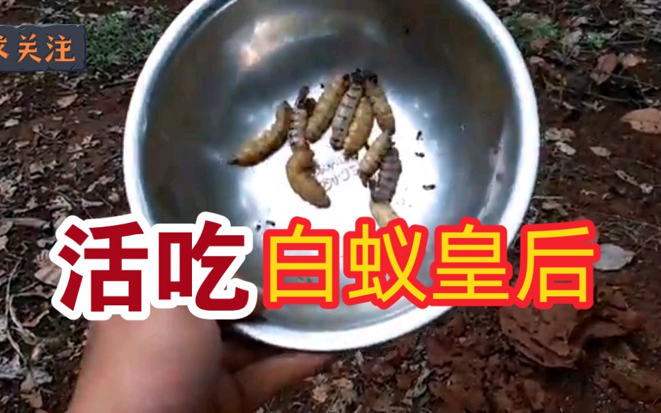 活动作品活吃巨型白蚁皇后吃起来爆浆高蛋白