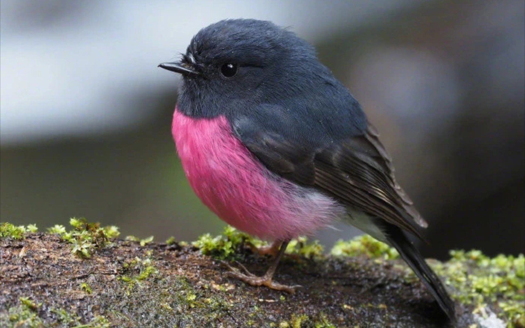 这鸟过于鲜艳哈哈哈!_哔哩哔哩_bilibili