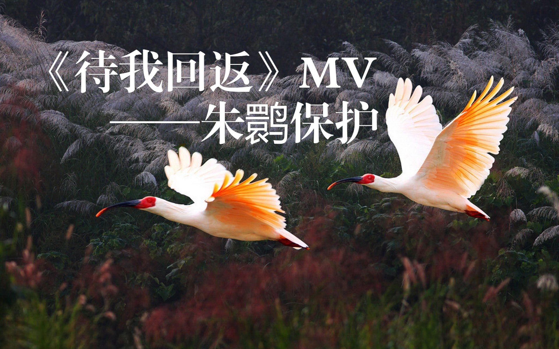 【中英双语字幕】《待我回返》原创MV——濒危鸟类朱鹮混剪(守护飞鸟梦)哔哩哔哩bilibili