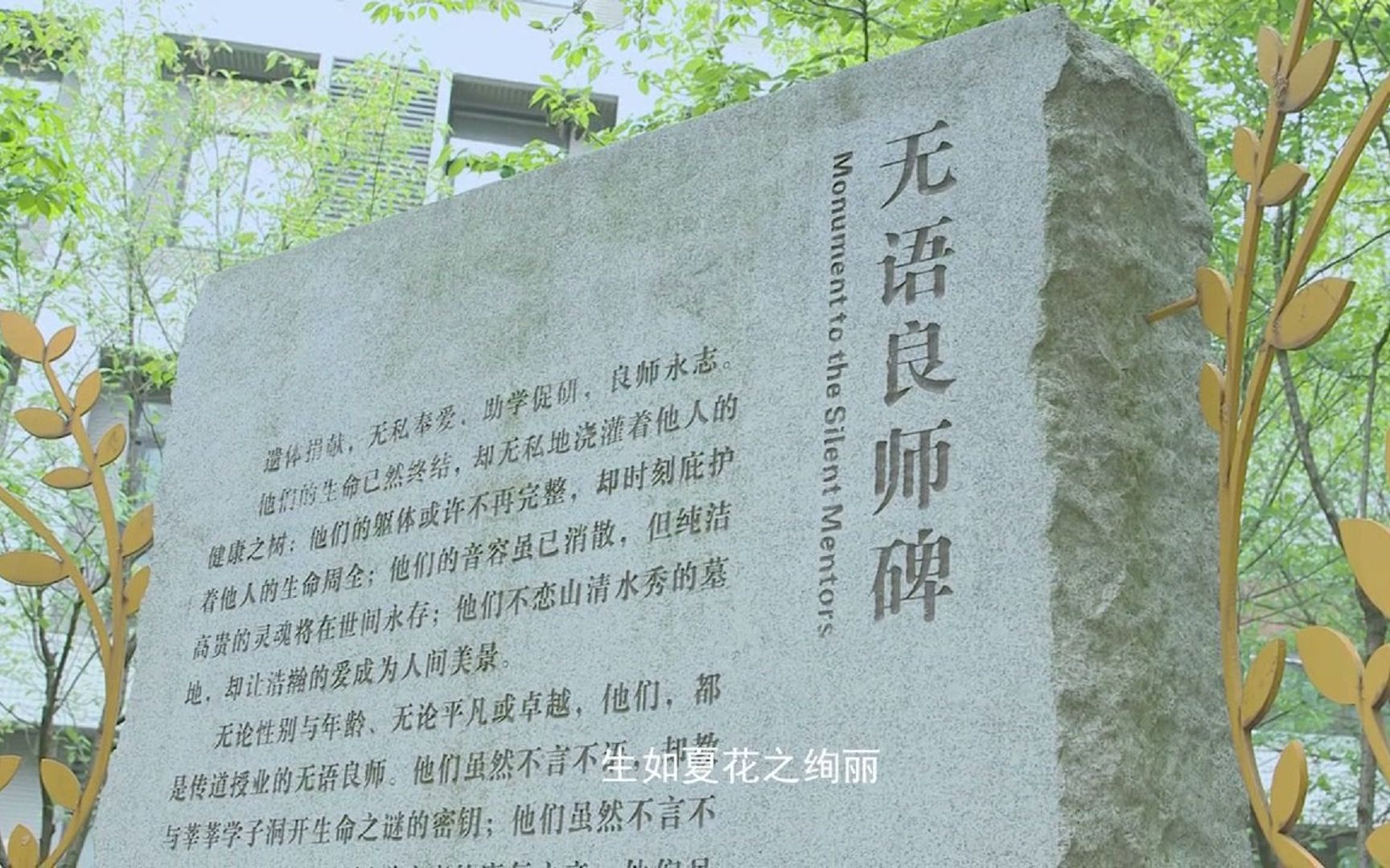 致敬无语良师——浙江大学医学院哔哩哔哩bilibili