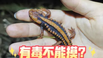 被古医书坑成保护动物的（红瘰疣螈）