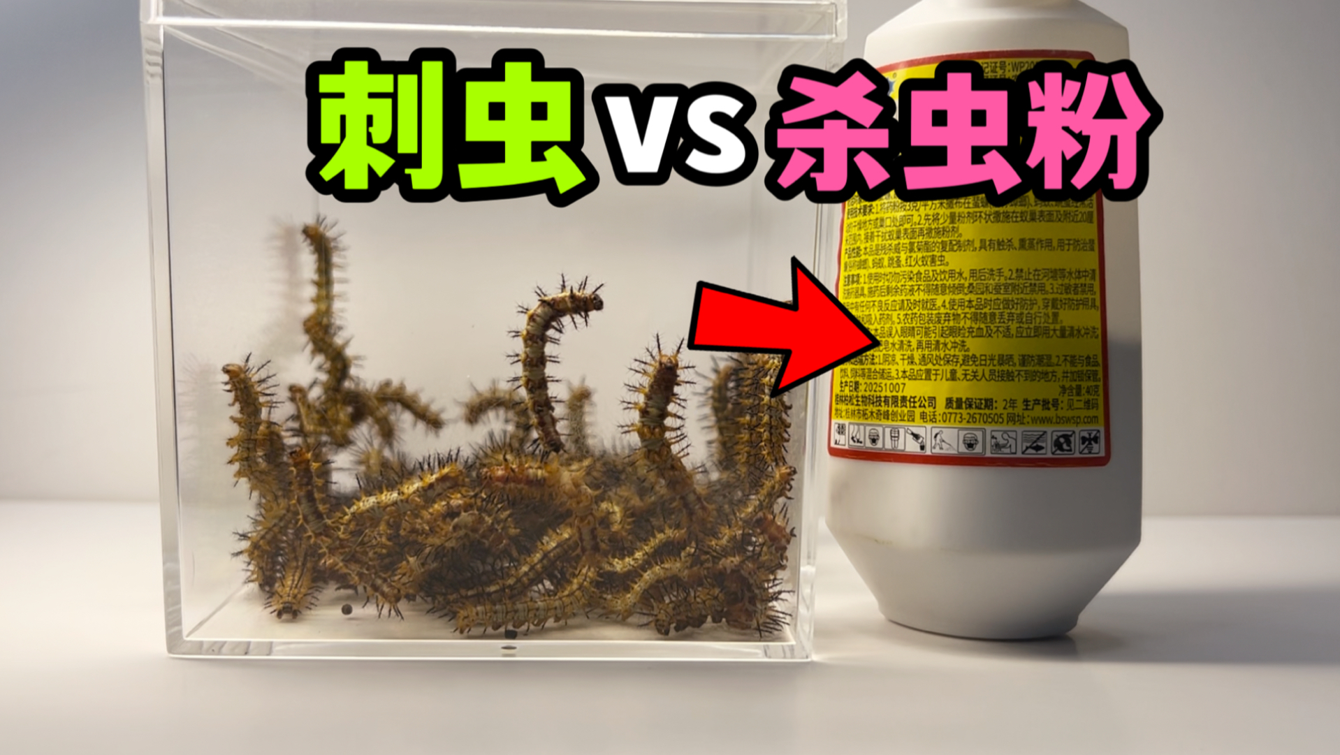 把一群刺虫丢进杀虫粉！会发生什么事？