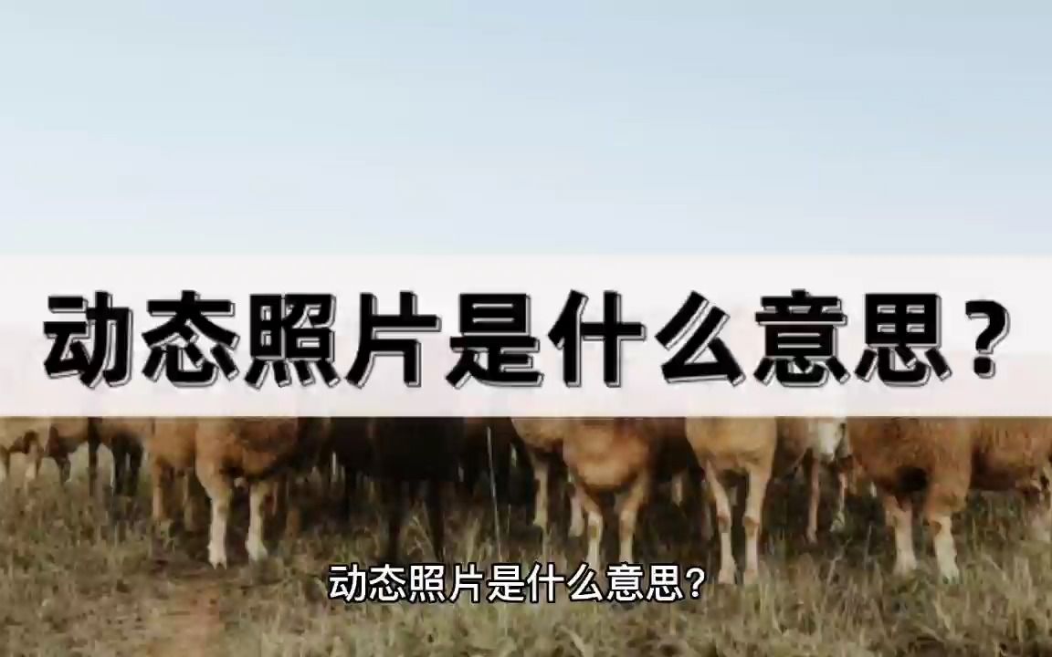 动态照片是什么意思?教你制作动态照片!哔哩哔哩bilibili