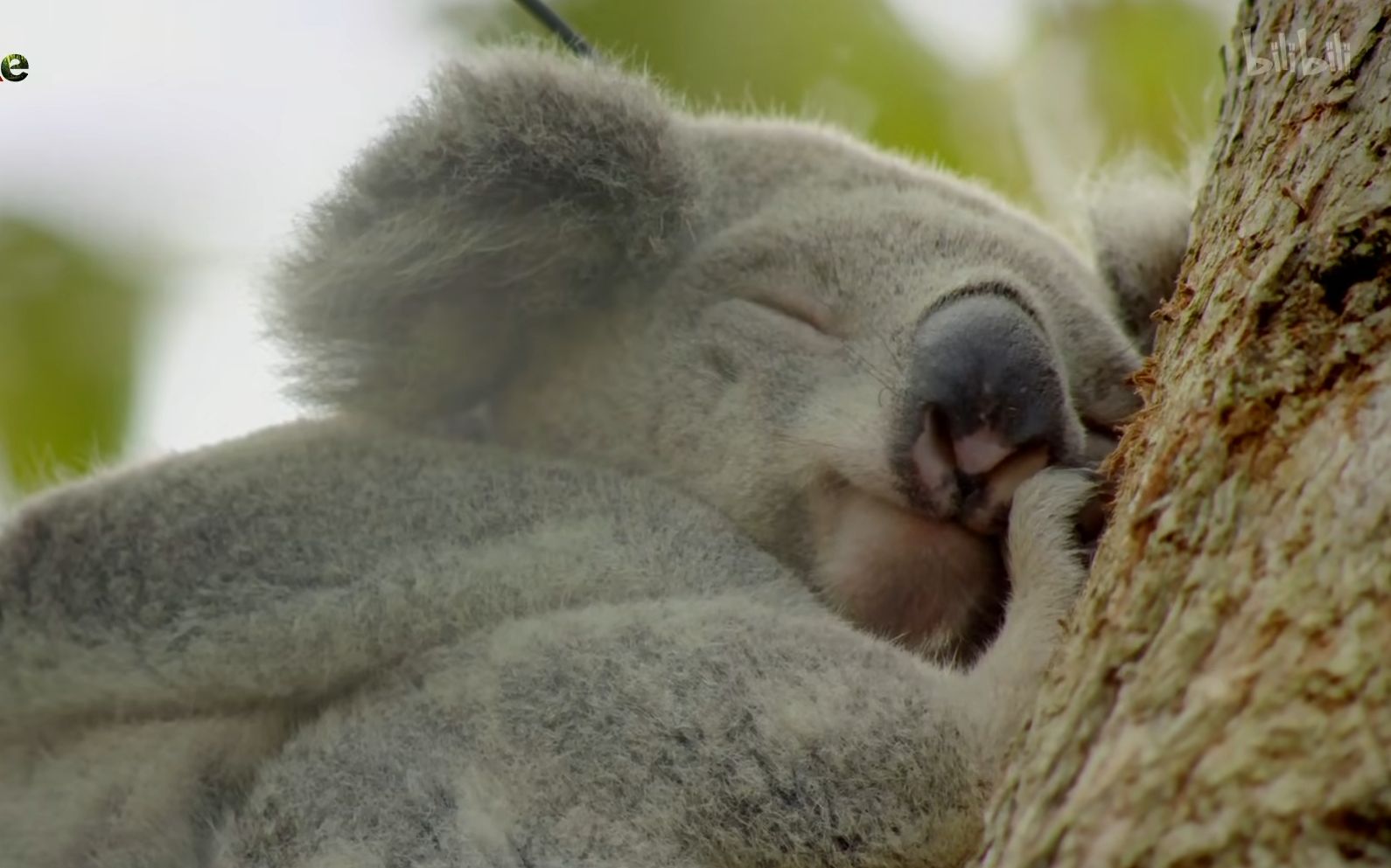 【sylvia维乐 | 2023.6.26 直播录像】周一愉快3742334