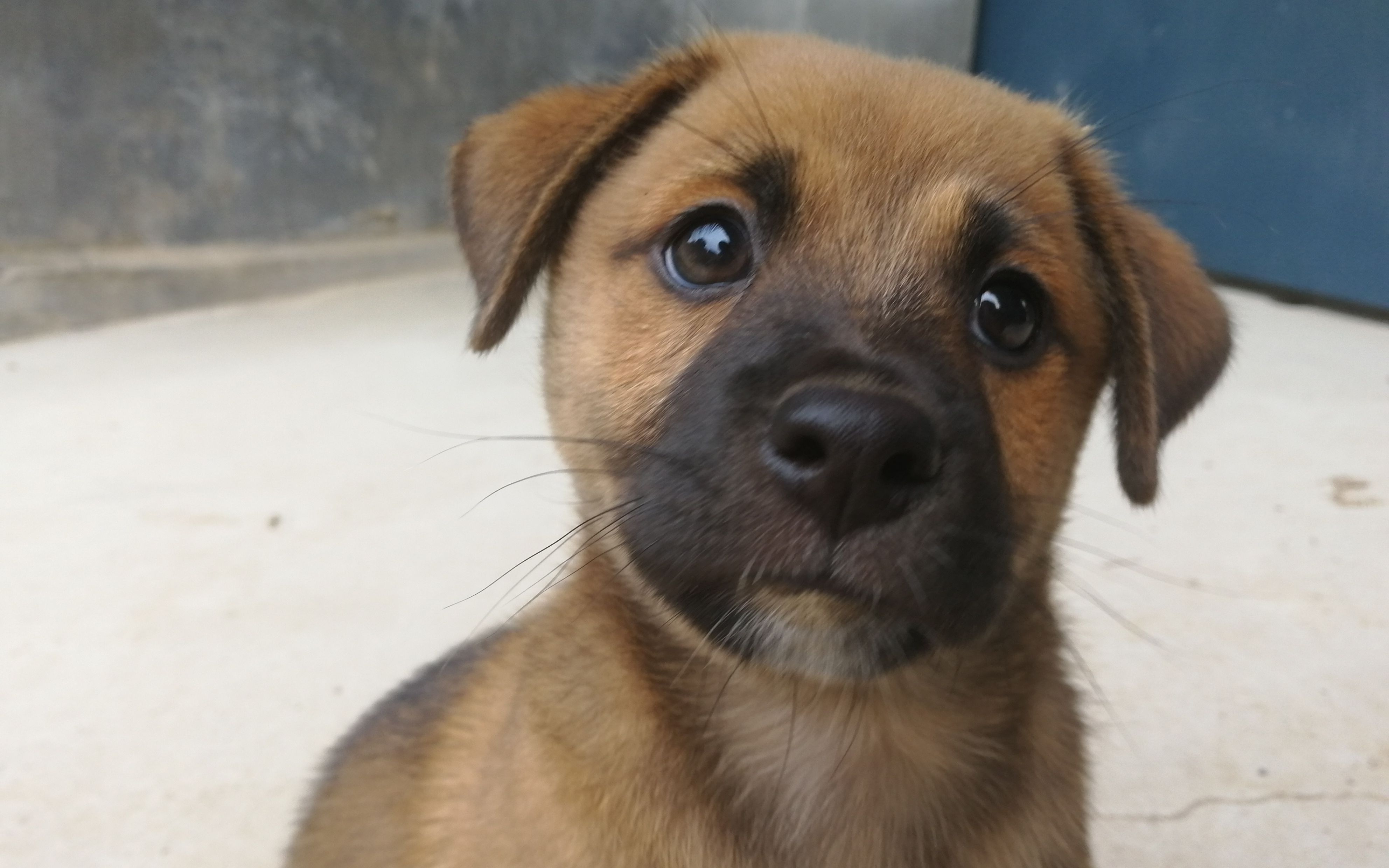 【中华田园犬】五月与初一 五月刚刚脱离危险期 初一就泰迪精附体