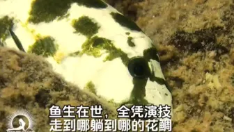 #原生影像 爱“装死躺平”的花鲷