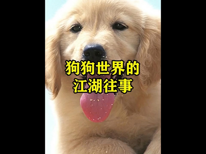 狗狗世界的江湖往事哔哩哔哩bilibili