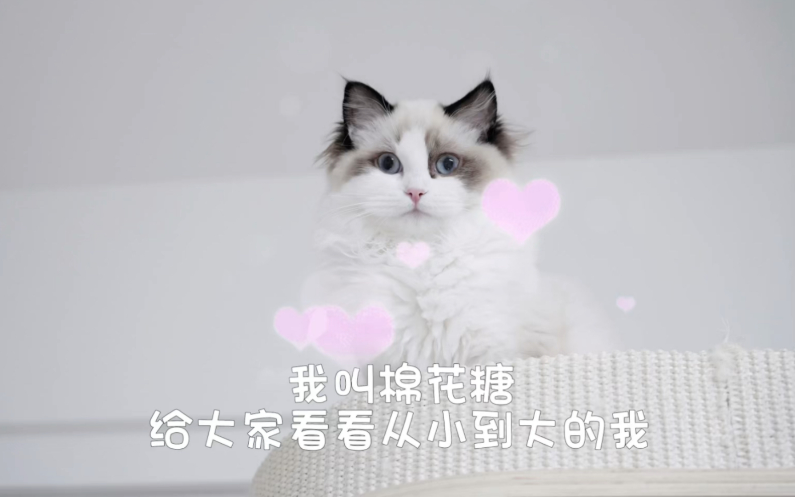 糖糖的成长记录~哔哩哔哩bilibili