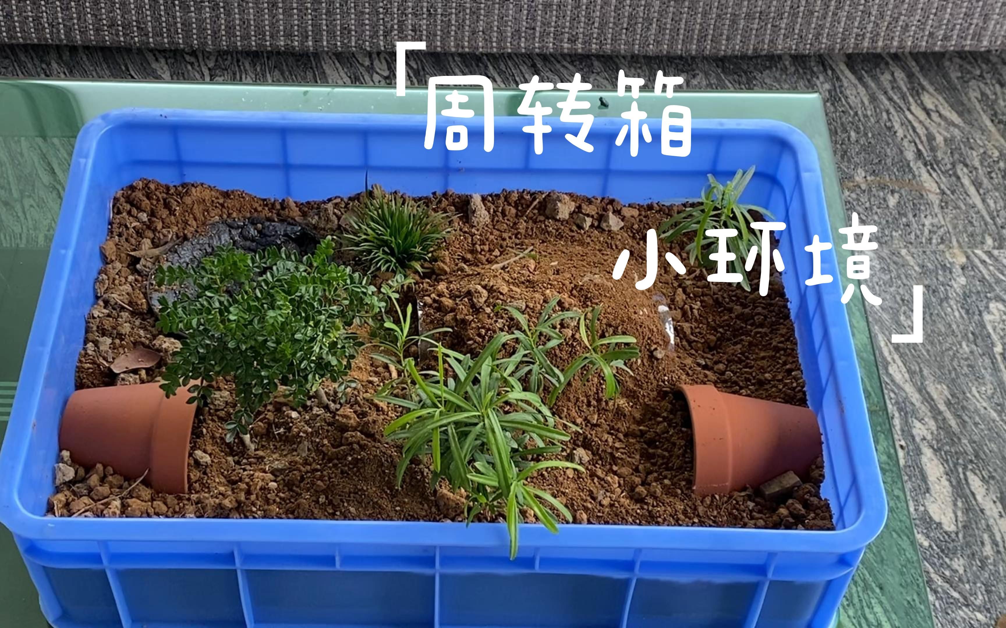 【黄缘龟环境造景】周转箱小环境